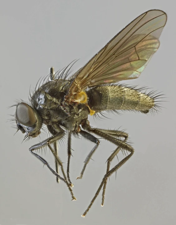 a close up of the fly insect on the glass