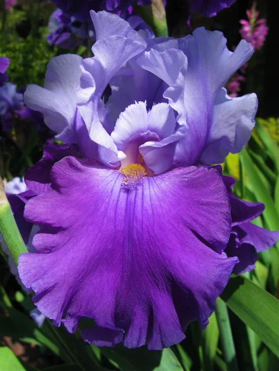 the purple flower has water drops on its petals