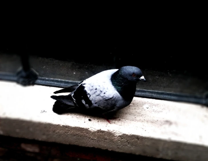 a bird that is sitting on the ledge outside