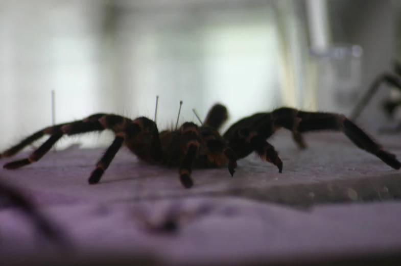 the spider has legs, legs and eyes, as it stares intently at the viewer