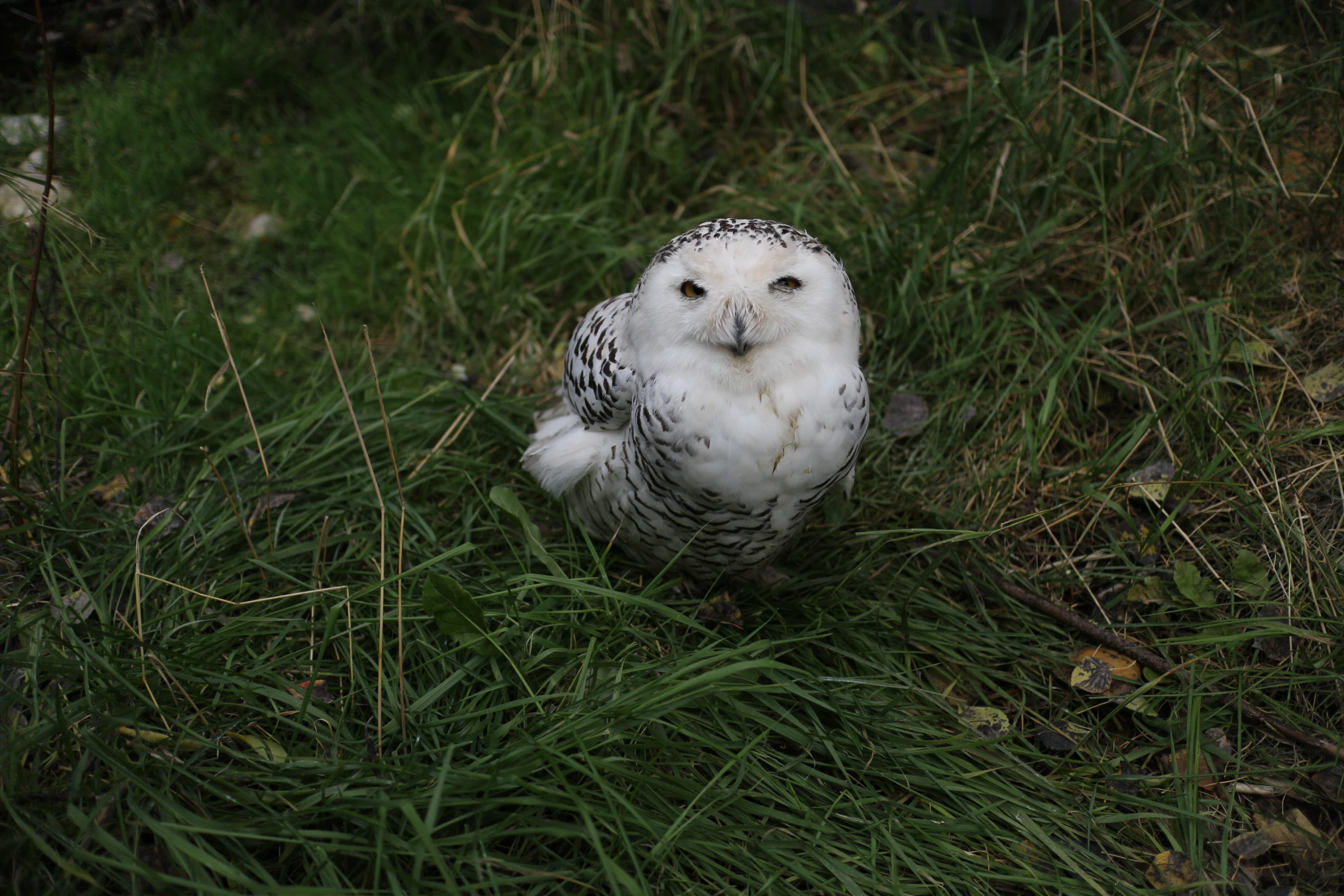 an owl is laying in the grass on the ground