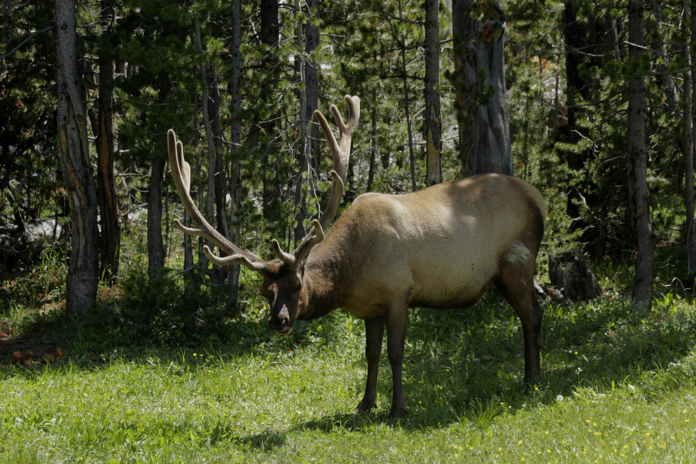 an animal that is standing in the grass