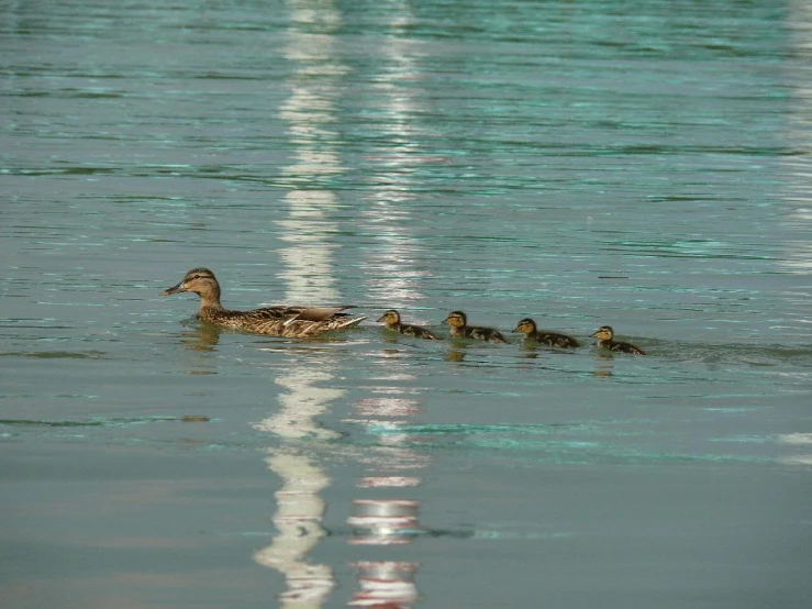 several ducks swimming in the ocean with reflections on the water