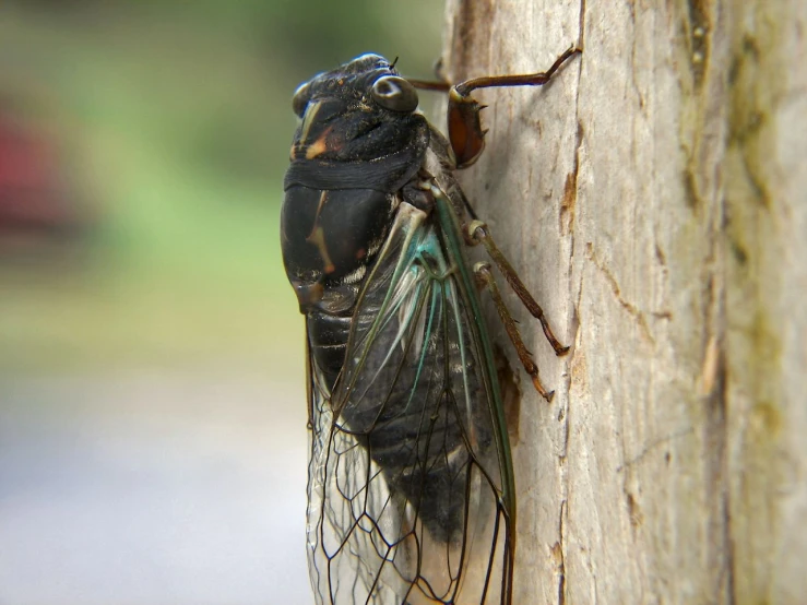 the fly is sitting on the post of the post