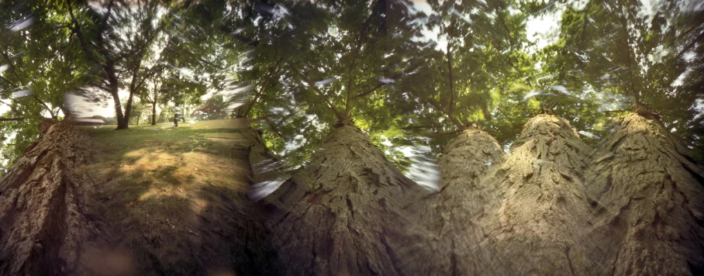 a split po of trees in different ways