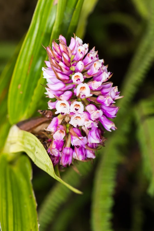 a close up picture of purple flowers surrounded by green leaves