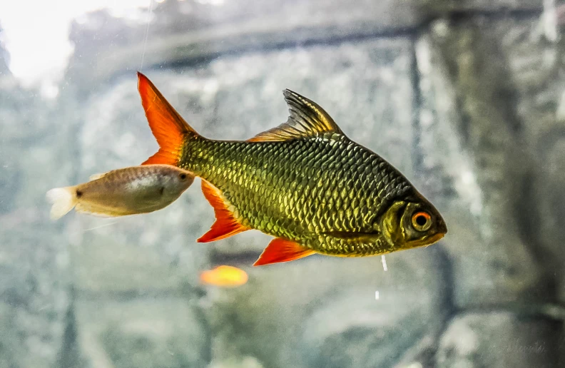 a fish looking towards another fish in its habitat