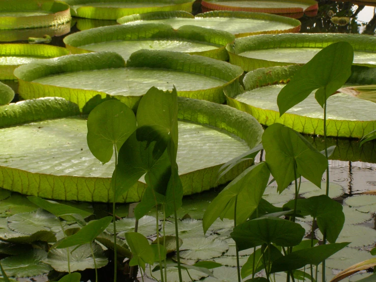 several water lilies are arranged in rows in the water