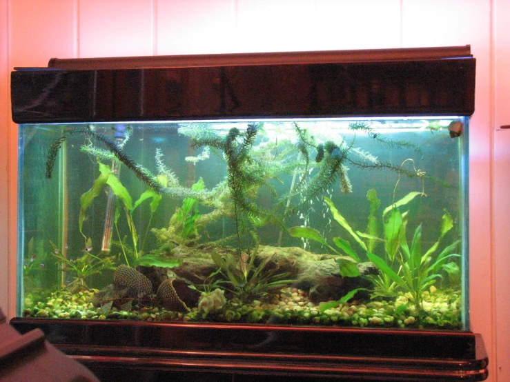 an aquarium containing plants and other aquatic species is displayed