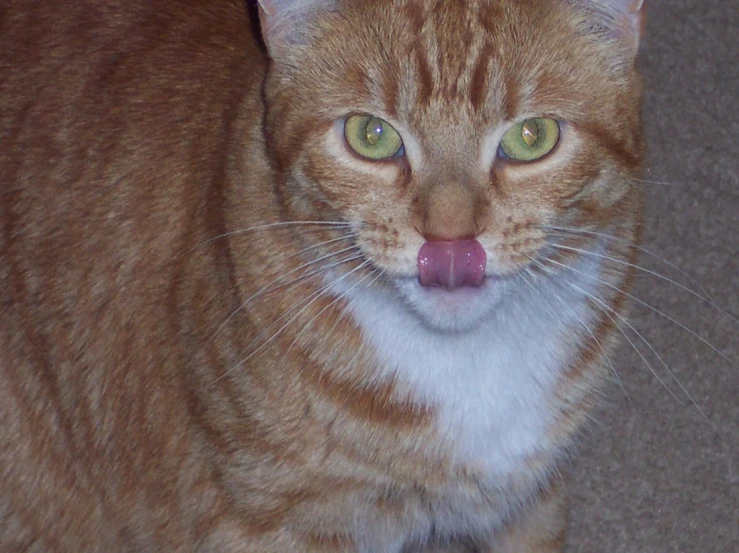 a cat licking its lips as it poses for a po