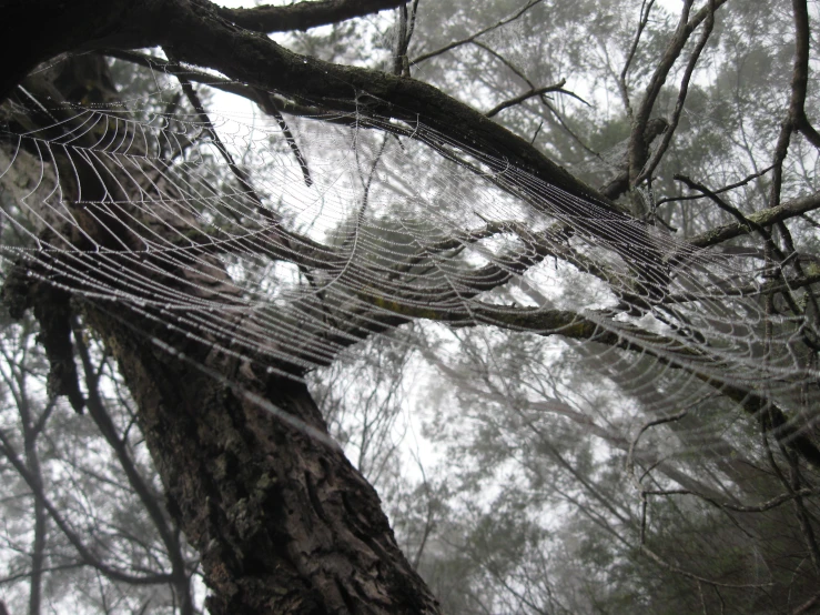 an artistic pograph of dew covered spider webs hanging from a tree nch