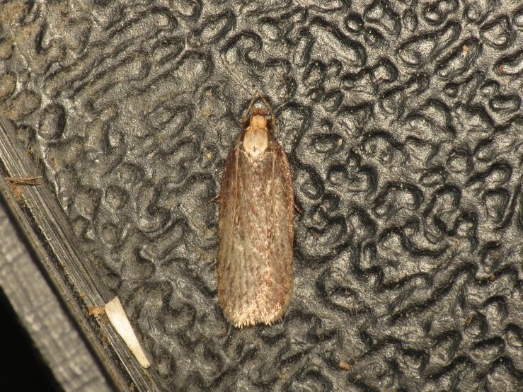 a close up of a small moth on the ground