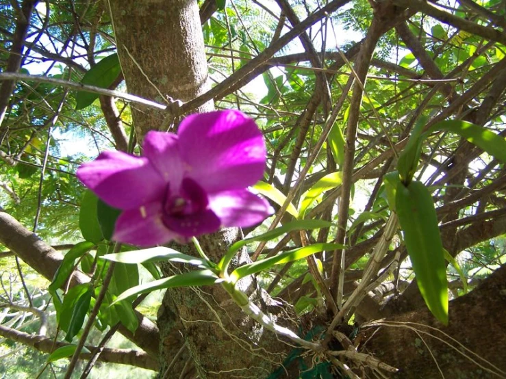 a purple flower on the side of the road