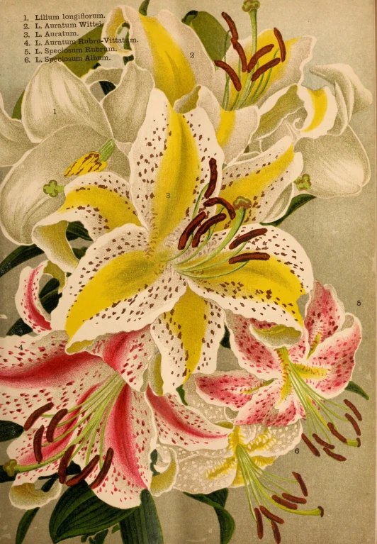 a vintage illustration of flowers on paper from the 1800s