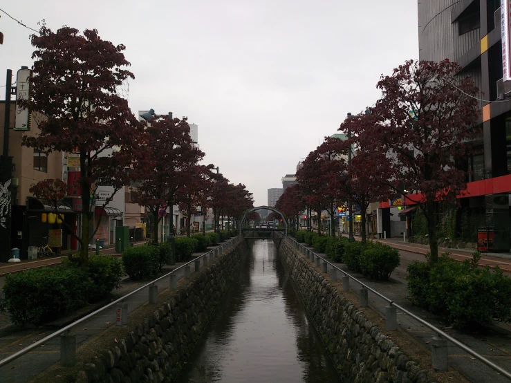 small river between a row of trees next to a road