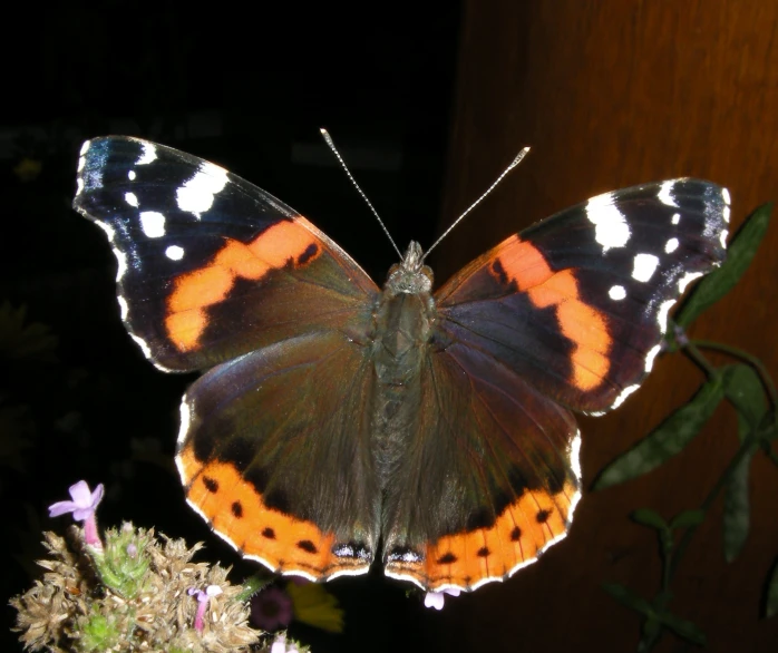 a erfly with large black orange white dots