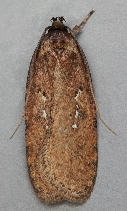 a brown moth on a grey background