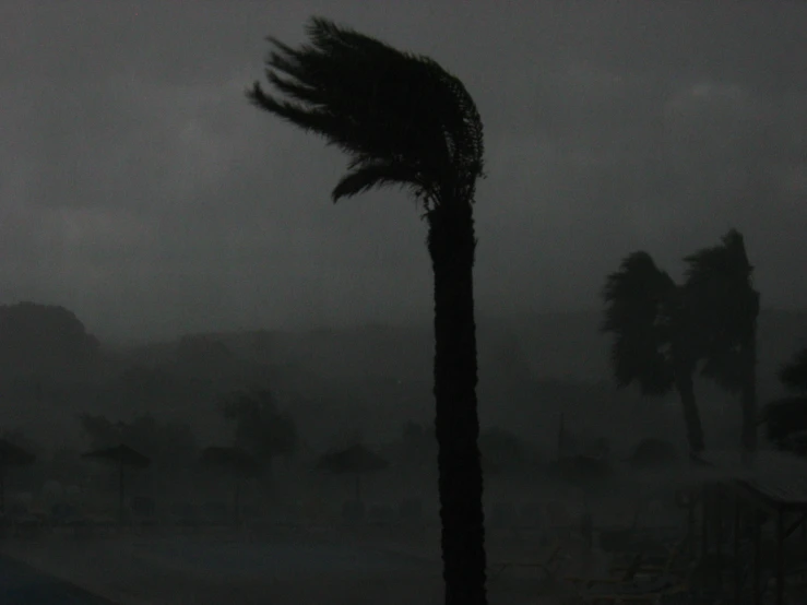 dark, foggy night shows two palm trees