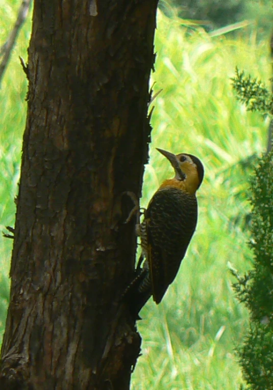 there is a yellow and black bird perched in the tree