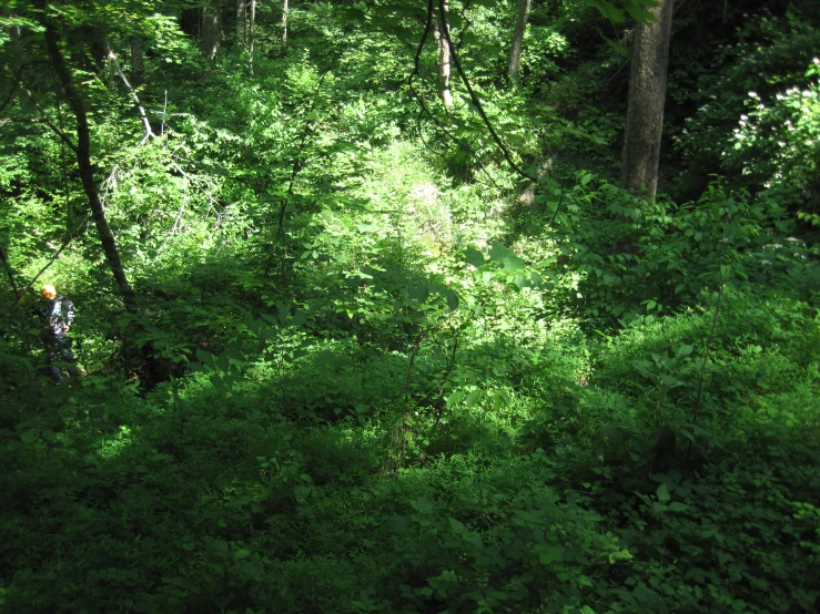 some green grass and trees in a forest