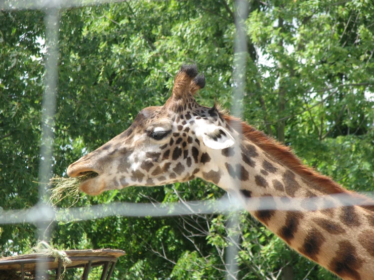 a giraffe eating hay out of a feeder