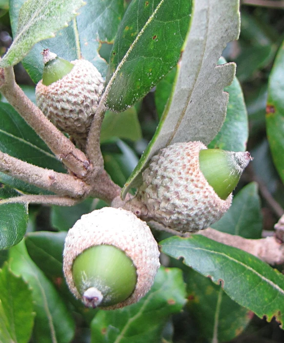 two walnuts are growing on the tree