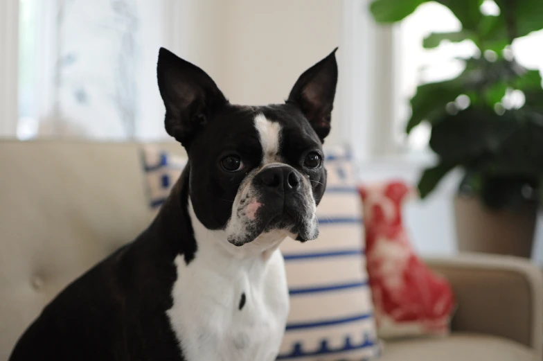 a black and white dog sitting on a couch next to pillows