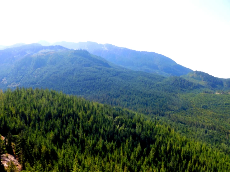 many trees on the side of a mountain