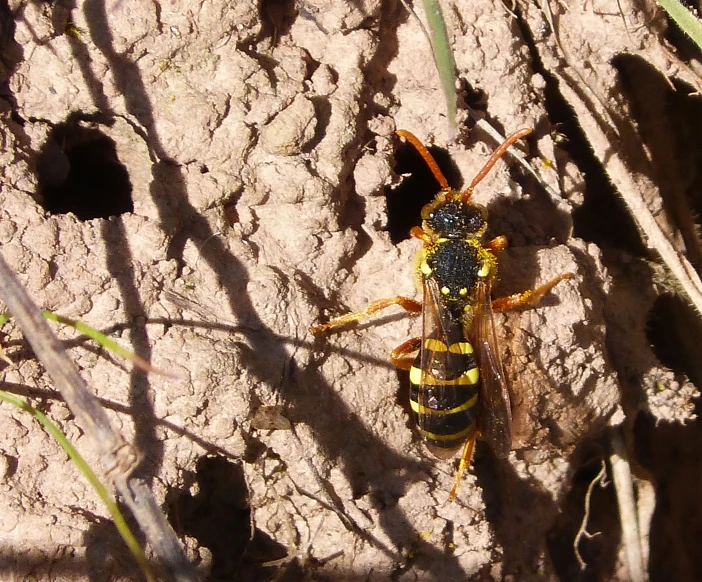 a very big yellow and black insect by some dry grass