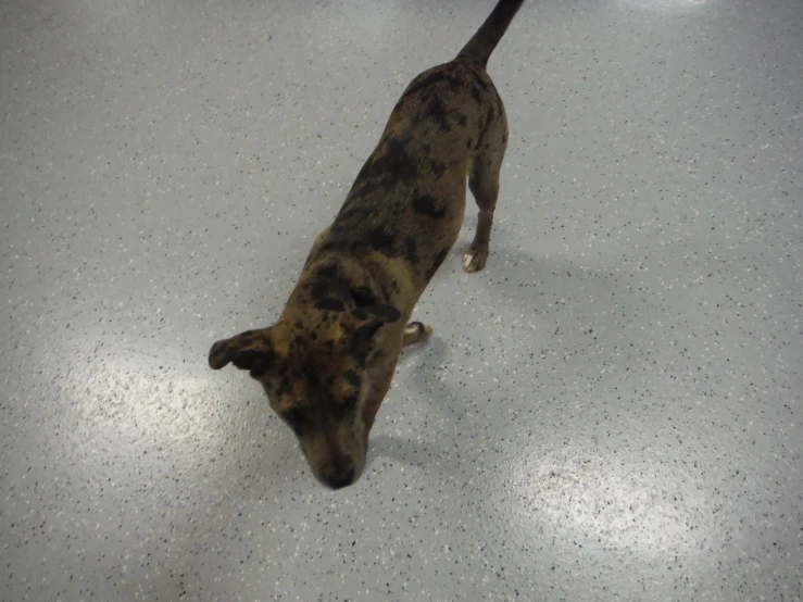 a small dog standing in an airport floor