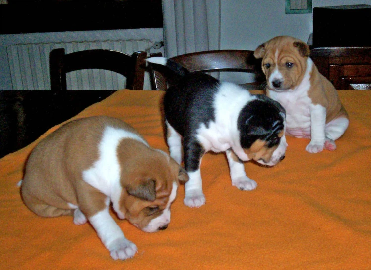 four small dogs are sitting together in the dining room