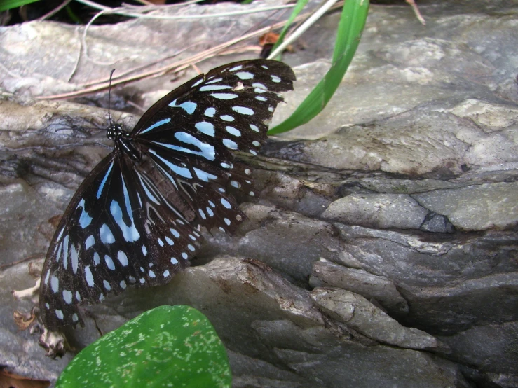 a blue and white erfly is laying on a rock