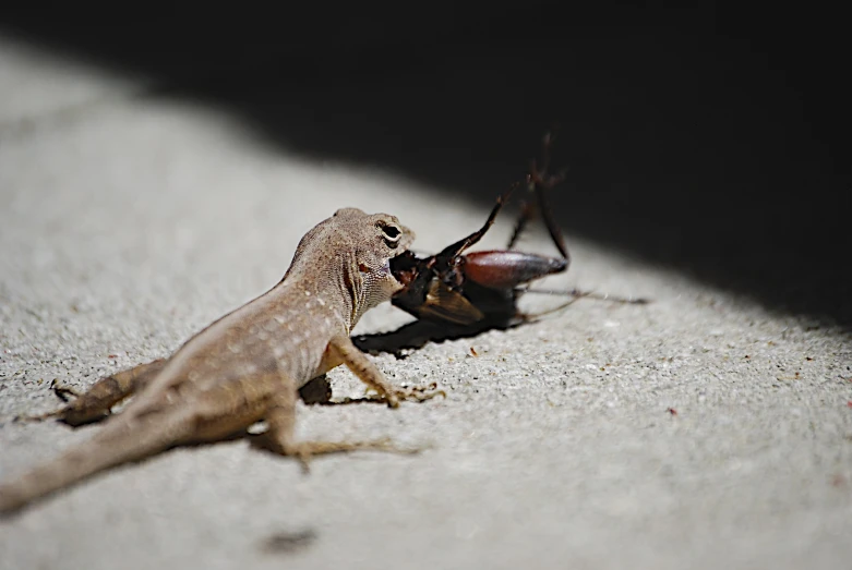 two brown lizards standing on top of each other