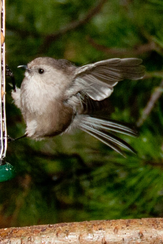 the small bird is flying towards the feeder