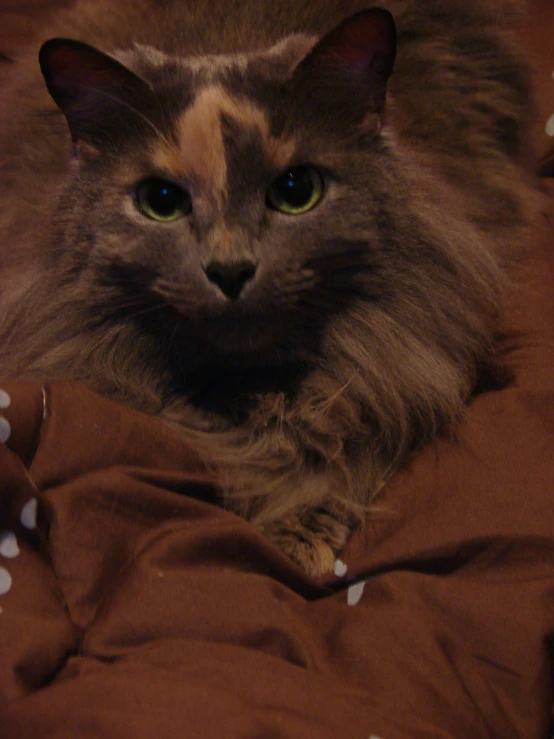 the long haired cat is looking at soing while laying down