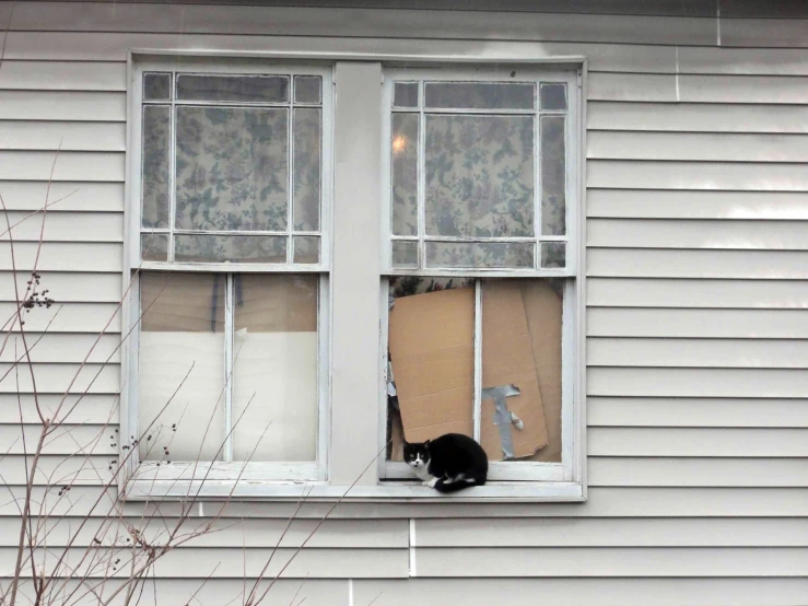 cat looking out the window of white building with broken glass