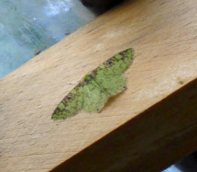 a green erfly sits on a piece of wood