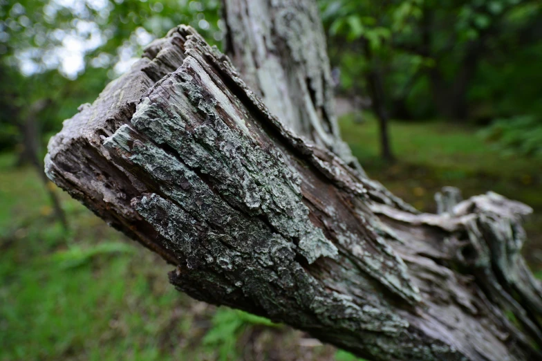 the tree bark has been  and deformed