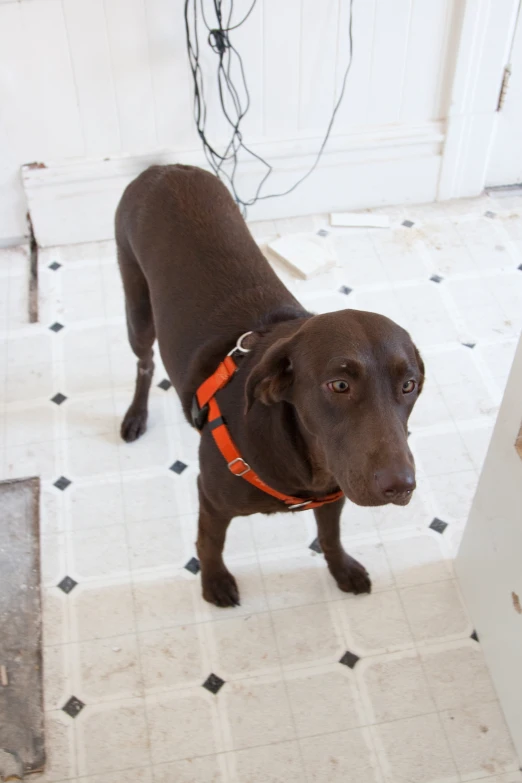 a brown dog with an orange leash stands near a doorway
