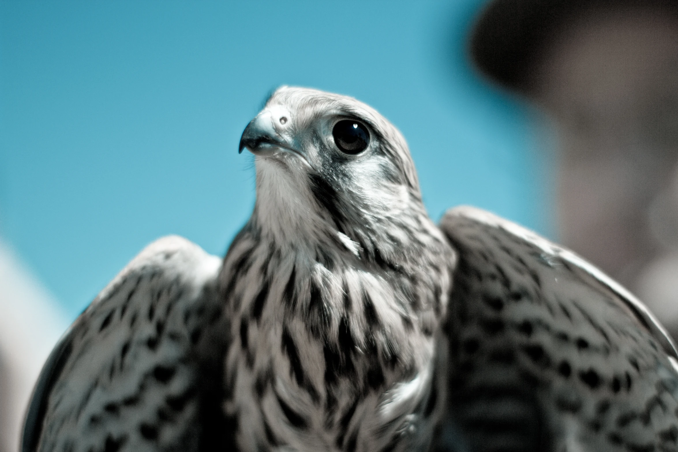 this is an image of the close up of a bird