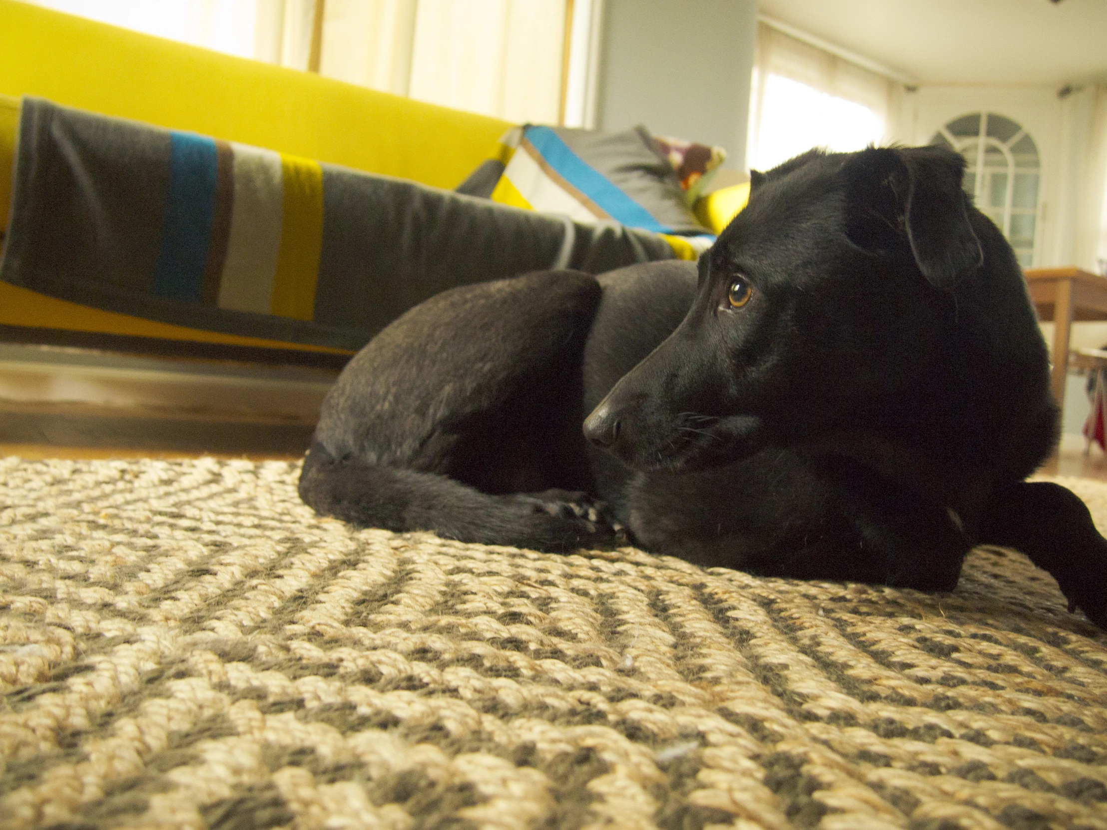 a black dog laying on a rug in the living room