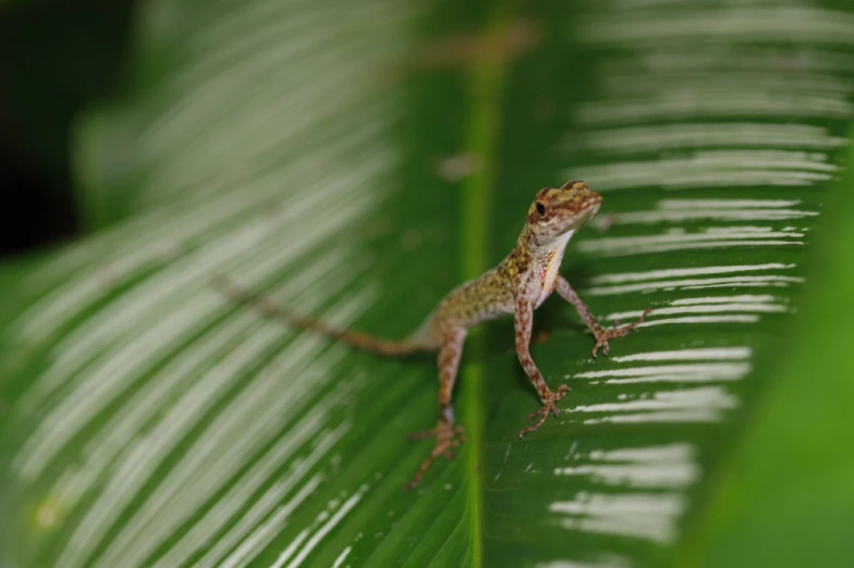 a small lizard climbing on a green leaf