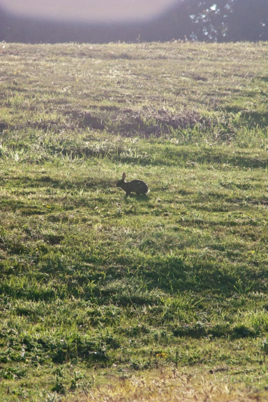 the small animal sits in a field with grass