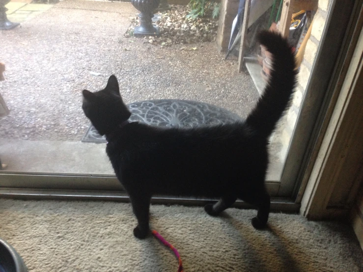 there is a cat that is standing on the carpet