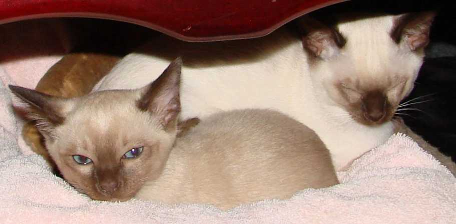 two siamese cats sitting together under a chair