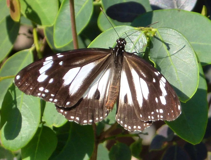 a large brown and white erfly on a leaf