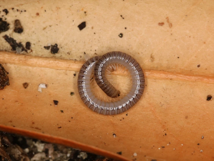 the inside of a worms skin showing a ring of bugs legs