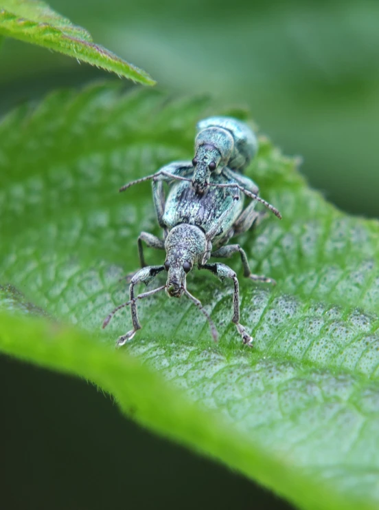 the beetle is sitting on the leaf outside