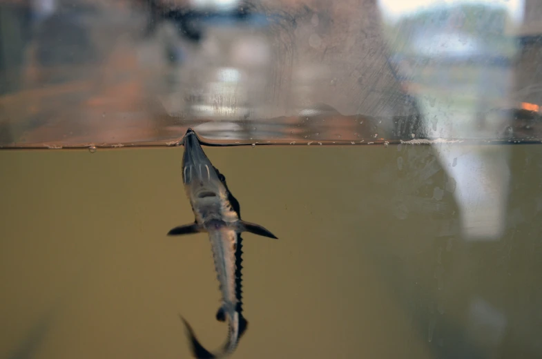 a fish in an aquarium looking out the window