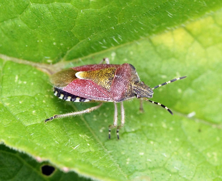 the small insect is sitting on the green leaf